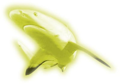 [ The Shark ]